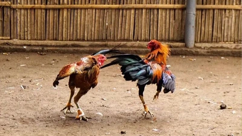 Đá gà ăn tiền là gì? Đá gà ăn tiền là gì?