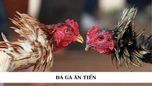 đá gà ăn tiền