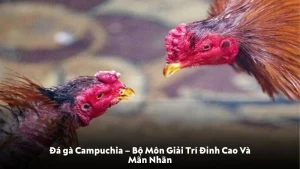 Đá gà Campuchia