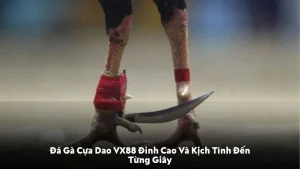 Đá gà cựa dao