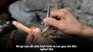 Đá gà cựa sắt