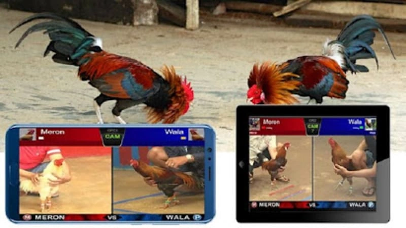 Trận gà cựa dao kịch tính Trận gà cựa dao kịch tính