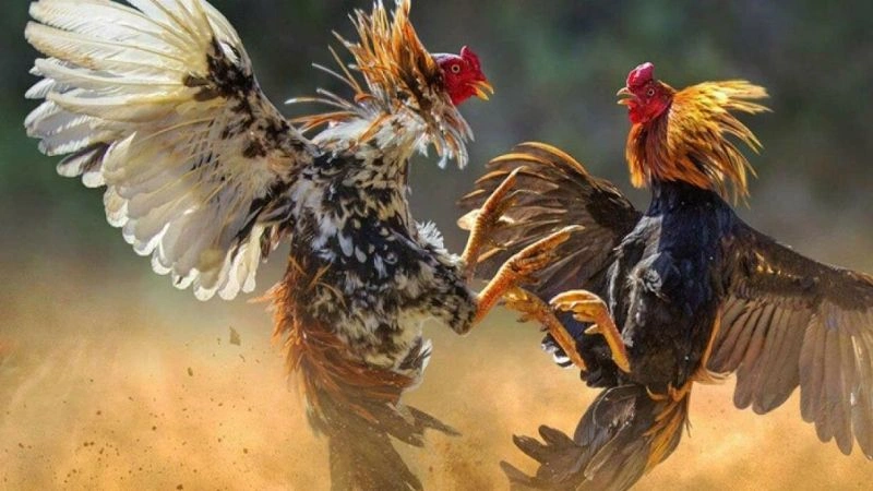 Đá gà Savan là gì và vì sao nó lại có thể được yêu thích đến vậy?