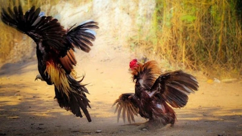 Quy trình và các bước chuẩn bị thi đấu tại đá gà Savan