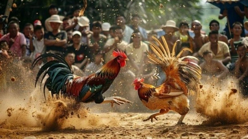 Khi chơi đá gà Savan mọi người nên lưu ý một số điều sau