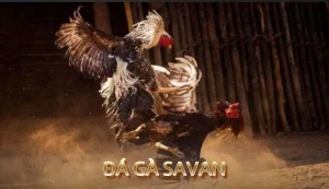Đá gà Savan