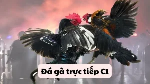 Đá gà trực tiếp C1